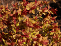 Spiraea japonica Firelight IMG_3792 Tawuła japońska